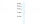 NUDT9 antibody - C-terminal region